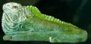 Figura Iguana