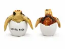 Figura Huevo Tortuga Cafe